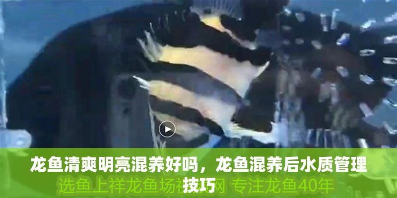 龍魚清爽明亮混養好嗎，龍魚混養后水質管理技巧