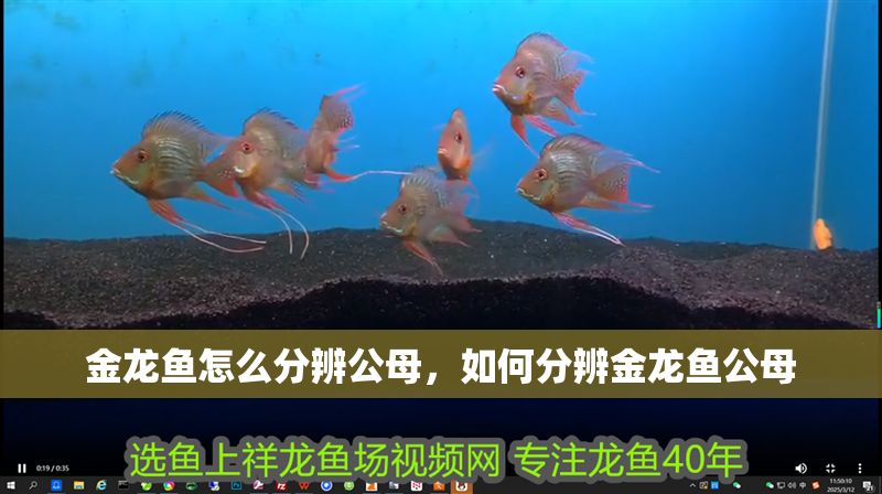 金龍魚怎么分辨公母，如何分辨金龍魚公母