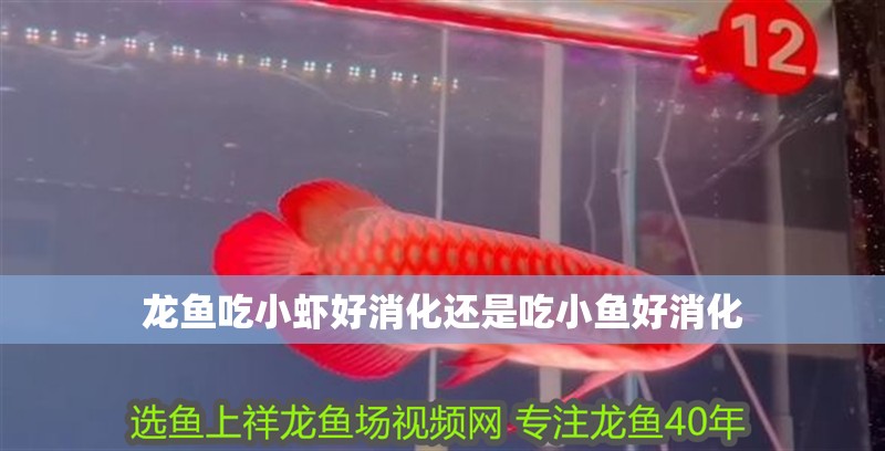龍魚吃小蝦好消化還是吃小魚好消化
