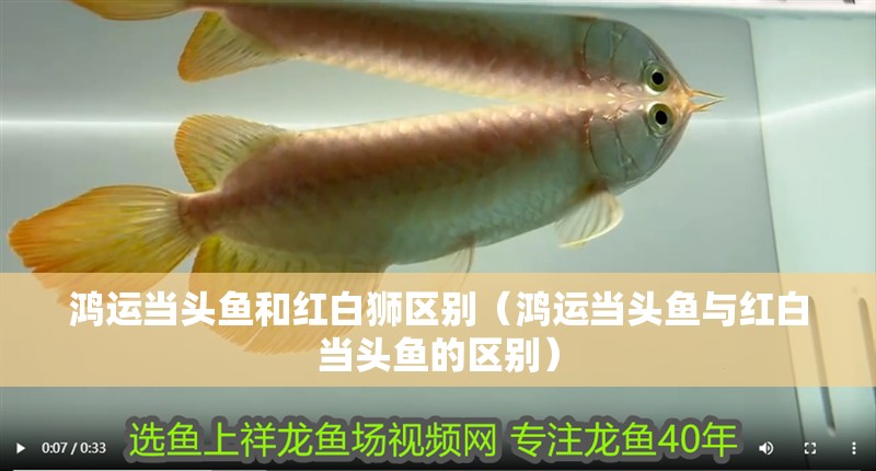 鴻運當頭魚和紅白獅區別（鴻運當頭魚與紅白當頭魚的區別）