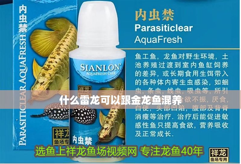 什么雷龍可以跟金龍魚混養