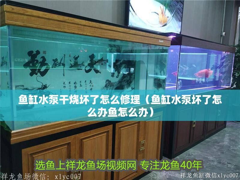 魚缸水泵干燒壞了怎么修理（魚缸水泵壞了怎么辦魚怎么辦）