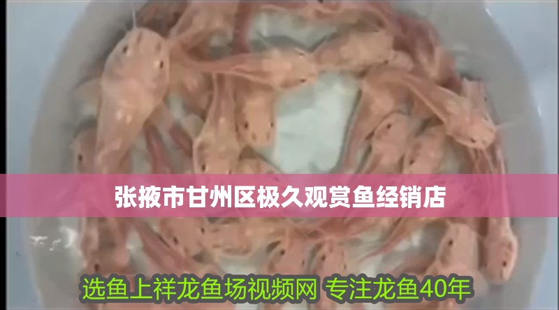 張掖市甘州區極久觀賞魚經銷店