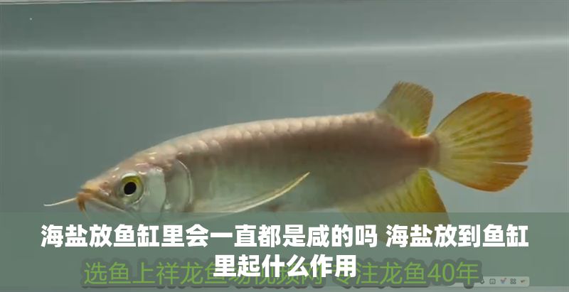 海鹽放魚缸里會一直都是咸的嗎 海鹽放到魚缸里起什么作用