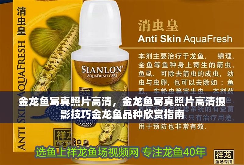 金龍魚寫真照片高清，金龍魚寫真照片高清攝影技巧金龍魚品種欣賞指南