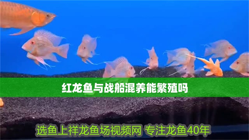 紅龍魚與戰船混養能繁殖嗎 龍魚百科 第1張 紅龍魚與戰船混養能繁殖嗎 紅龍魚與戰船混養能繁殖嗎 龍魚百科 第1張