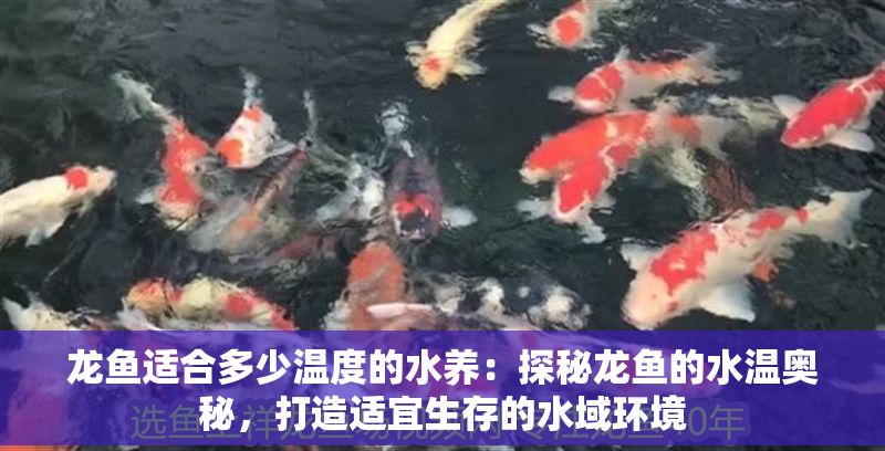 龍魚適合多少溫度的水養(yǎng)：探秘龍魚的水溫奧秘，打造適宜生存的水域環(huán)境