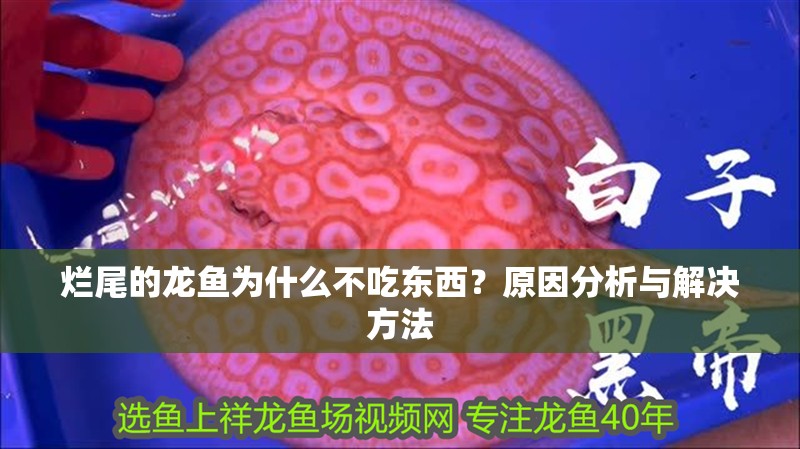 爛尾的龍魚為什么不吃東西？原因分析與解決方法