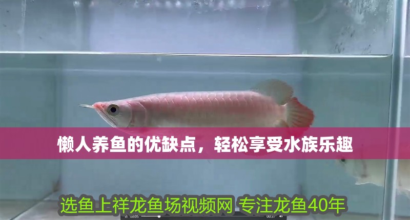 懶人養魚的優缺點，輕松享受水族樂趣