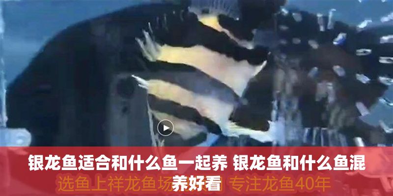 銀龍魚適合和什么魚一起養 銀龍魚和什么魚混養好看