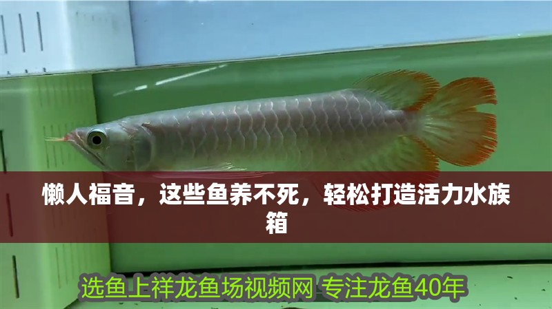 懶人福音，這些魚養不死，輕松打造活力水族箱