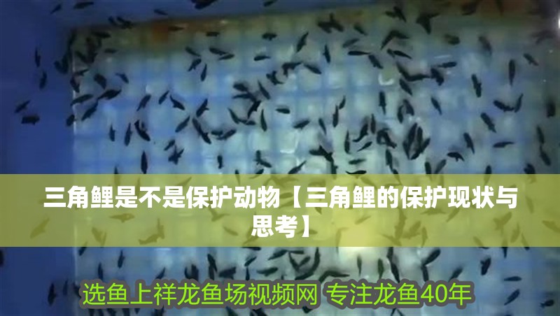 三角鯉是不是保護動物【三角鯉的保護現狀與思考】