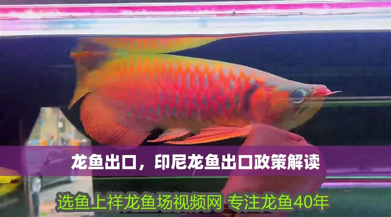 龍魚出口,印尼龍魚出口政策解讀 龍魚百科 第2張 龍魚出口,印尼龍魚出口政策解讀 龍魚出口,印尼龍魚出口政策解讀 龍魚百科 第2張