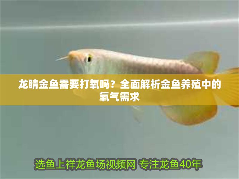 龍睛金魚需要打氧嗎?全面解析金魚養殖中的氧氣需求 龍魚百科 第1張 龍睛金魚需要打氧嗎?全面解析金魚養殖中的氧氣需求 龍睛金魚需要打氧嗎?全面解析金魚養殖中的氧氣需求 龍魚百科 第1張