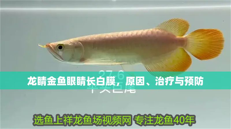 龍睛金魚眼睛長白膜，原因、治療與預防