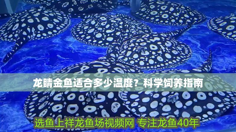 龍睛金魚適合多少溫度？科學飼養指南