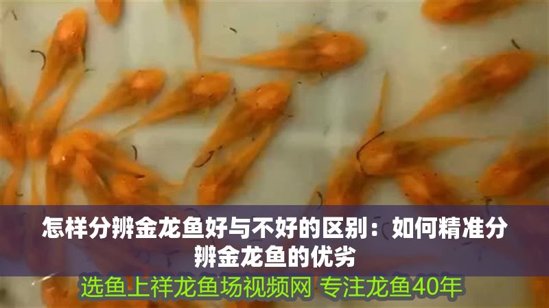 怎樣分辨金龍魚好與不好的區(qū)別：如何精準分辨金龍魚的優(yōu)劣