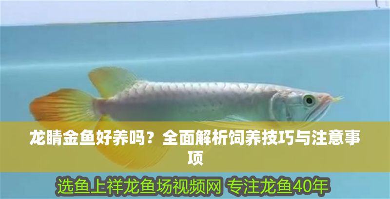 龍睛金魚(yú)好養(yǎng)嗎？全面解析飼養(yǎng)技巧與注意事項(xiàng)