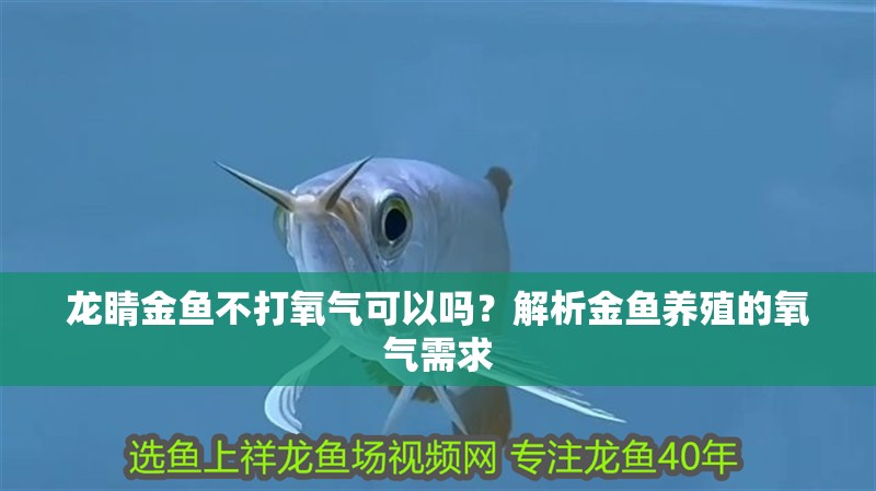 龍睛金魚不打氧氣可以嗎？解析金魚養(yǎng)殖的氧氣需求