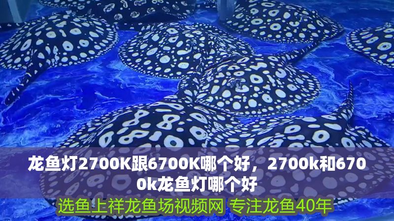 龍魚燈2700K跟6700K哪個(gè)好，2700k和6700k龍魚燈哪個(gè)好