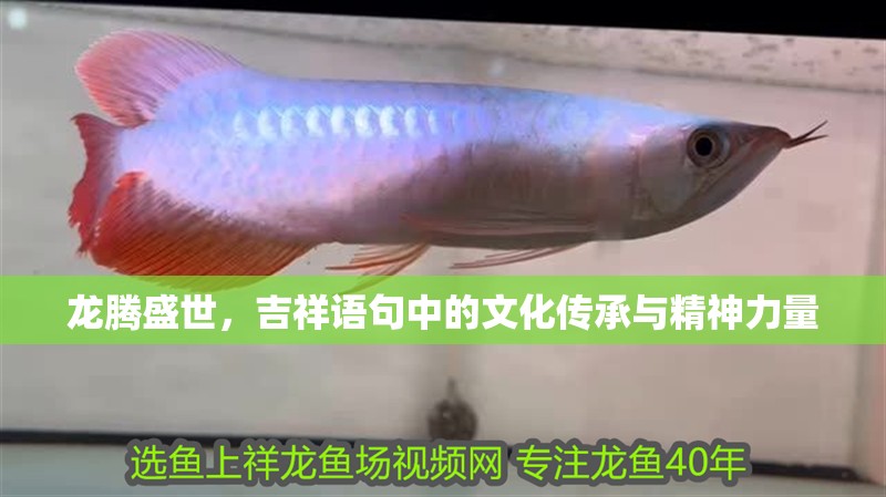 龍騰盛世,吉祥語句中的文化傳承與精神力量