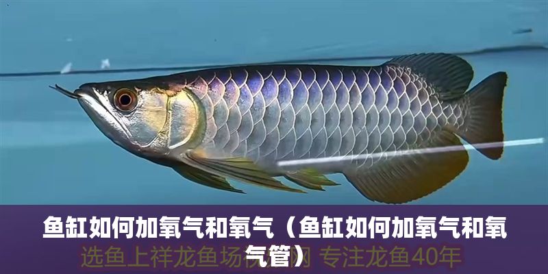 魚缸如何加氧氣和氧氣（魚缸如何加氧氣和氧氣管）
