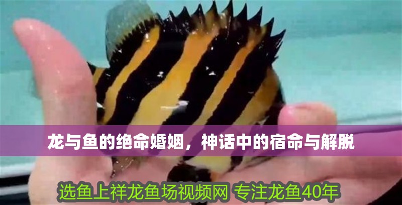 龍與魚的絕命婚姻，神話中的宿命與解脫