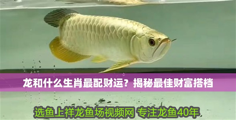 龍和什么生肖最配財運？揭秘最佳財富搭檔