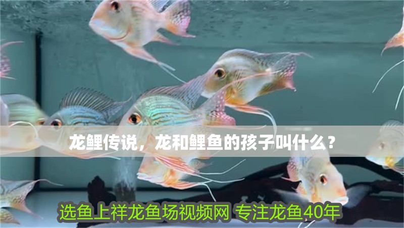 龍鯉傳說，龍和鯉魚的孩子叫什么？