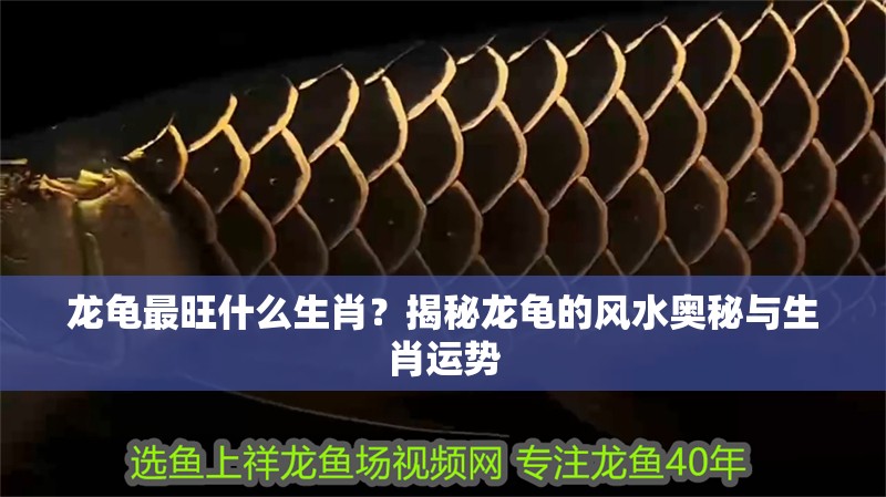 龍龜最旺什么生肖？揭秘龍龜的風水奧秘與生肖運勢