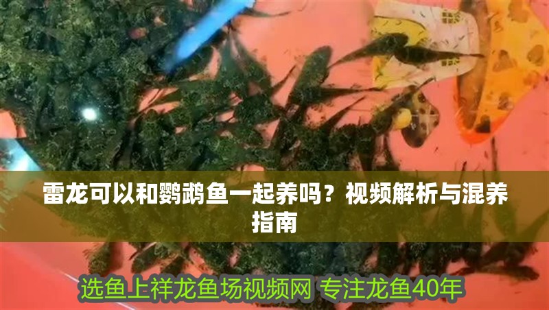 雷龍可以和鸚鵡魚一起養嗎?視頻解析與混養指南