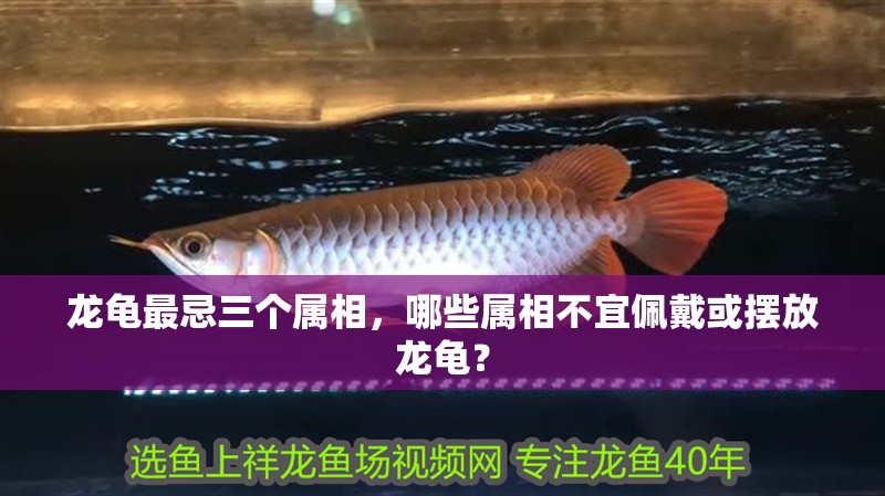 龍龜最忌三個屬相，哪些屬相不宜佩戴或擺放龍龜？