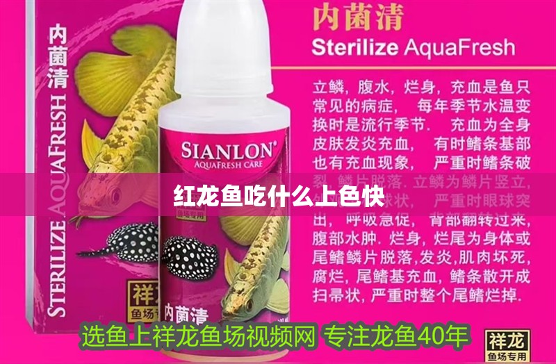 紅龍魚吃什么上色快