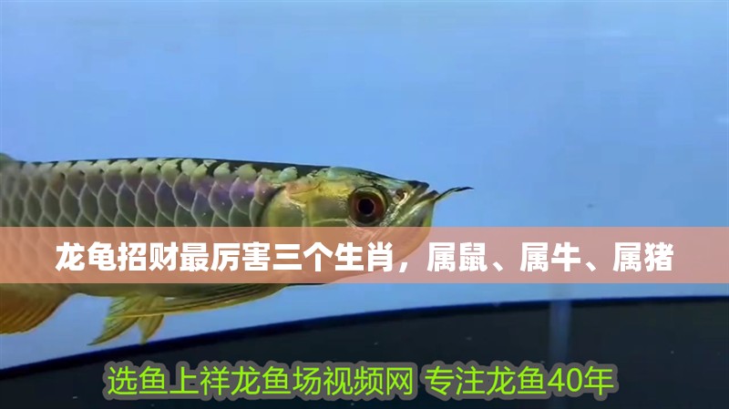 龍龜招財最厲害三個生肖，屬鼠、屬牛、屬豬 龍龜招財最厲害三個生肖，屬鼠、屬牛、屬豬 龍魚百科 第1張
