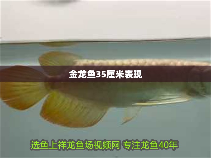 金龍魚35厘米表現