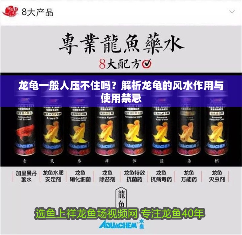 龍龜一般人壓不住嗎？解析龍龜的風水作用與使用禁忌