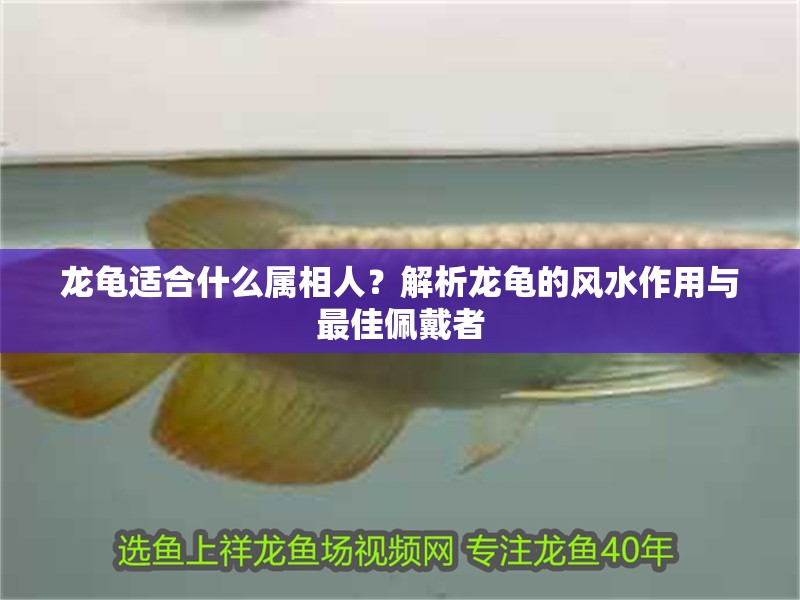 龍龜適合什么屬相人？解析龍龜的風水作用與最佳佩戴者