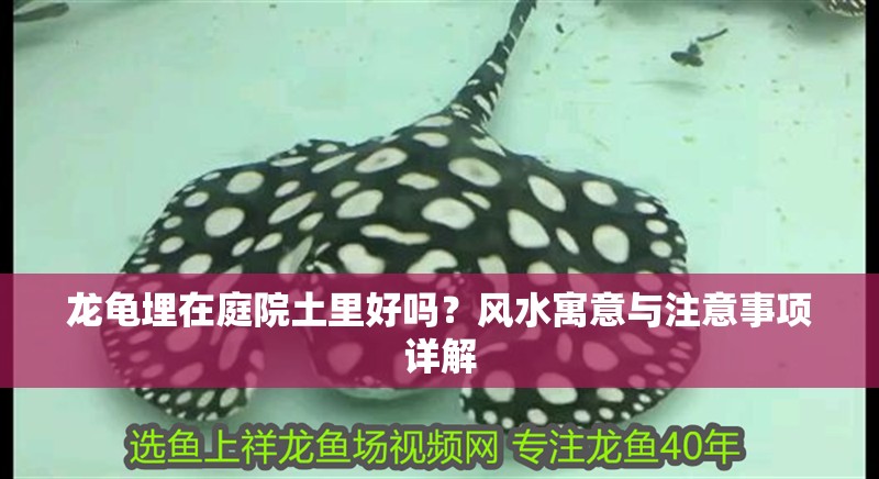 龍龜埋在庭院土里好嗎？風水寓意與注意事項詳解