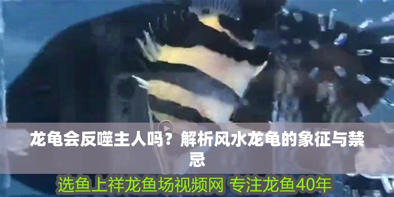 龍龜會反噬主人嗎？解析風水龍龜的象征與禁忌