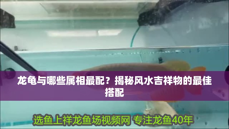 龍龜與哪些屬相最配？揭秘風水吉祥物的最佳搭配
