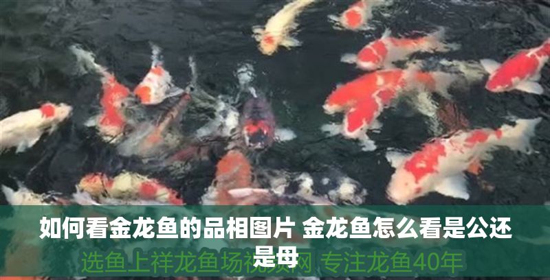 如何看金龍魚的品相圖片 金龍魚怎么看是公還是母