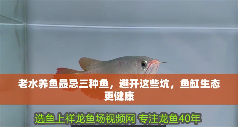 老水養(yǎng)魚最忌三種魚，避開這些坑，魚缸生態(tài)更健康 老水養(yǎng)魚最忌三種魚，避開這些坑，魚缸生態(tài)更健康 龍魚百科 第1張