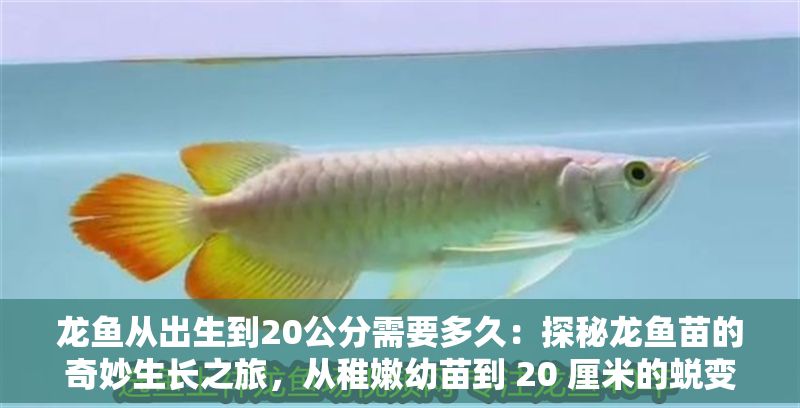 龍魚從出生到20公分需要多久：探秘龍魚苗的奇妙生長之旅，從稚嫩幼苗到 20 厘米的蛻變