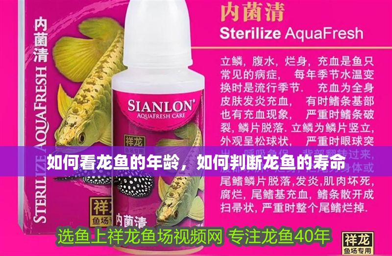 如何看龍魚的年齡，如何判斷龍魚的壽命 如何看龍魚的年齡，如何判斷龍魚的壽命 龍魚百科 第2張