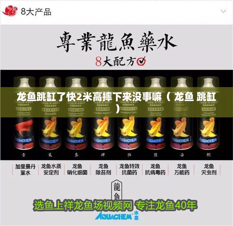 龍魚跳缸了快2米高摔下來沒事嘛（ 龍魚 跳缸）