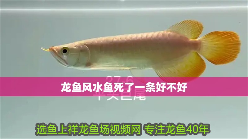 龍魚風水魚死了一條好不好