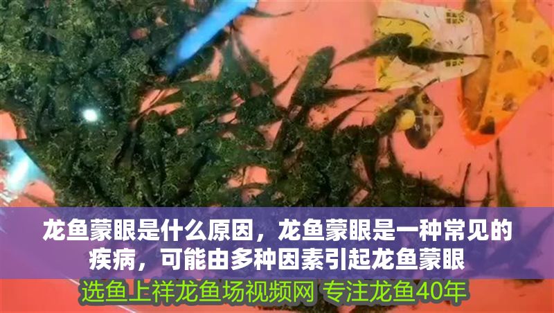 龍魚蒙眼是什么原因，龍魚蒙眼是一種常見的疾病，可能由多種因素引起龍魚蒙眼