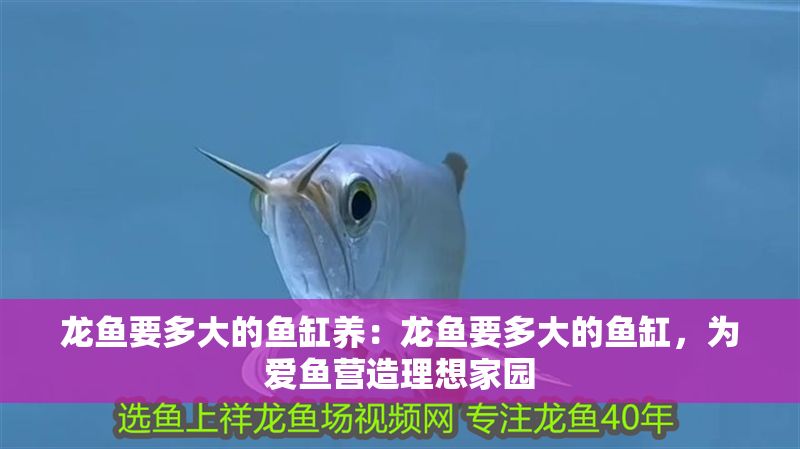 龍魚要多大的魚缸養(yǎng)：龍魚要多大的魚缸，為愛魚營造理想家園