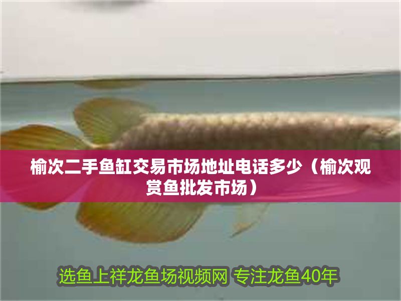 榆次二手魚缸交易市場(chǎng)地址電話多少（榆次觀賞魚批發(fā)市場(chǎng)）