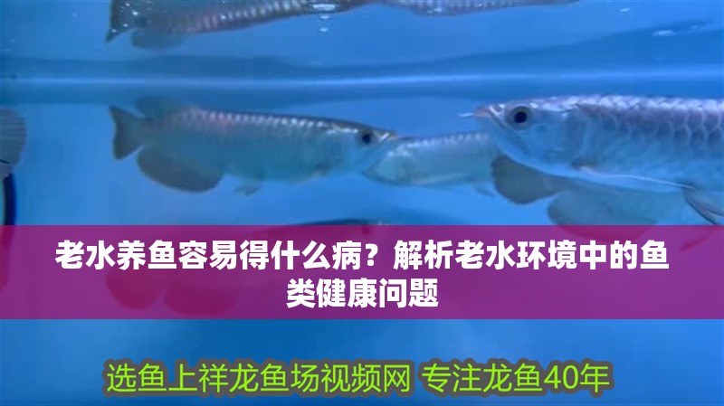 老水養魚容易得什么病？解析老水環境中的魚類健康問題